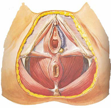 Diafragma pélvico